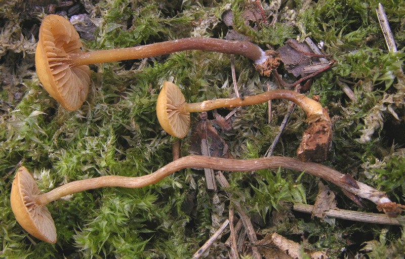 Galerina da determinare n27.